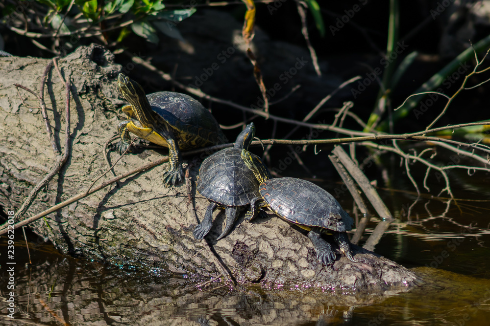Obraz premium Manglar Tecolutla