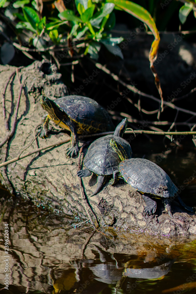 Obraz premium Manglar Tecolutla