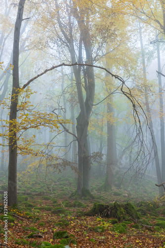 Nebel im Wald