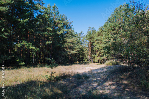 Autumn in the pine forest. Morning walk in the wonderful forest.