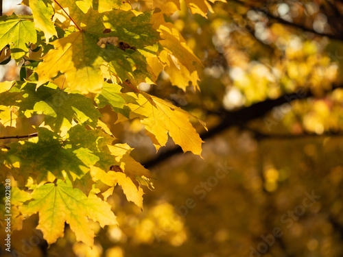 Close up view on yellow and green leaves in autumn forest with bokeh effect. Colorful nature background. Golden and white bokeh. Yellow leaves on branch. Blurred background. Selective soft focus