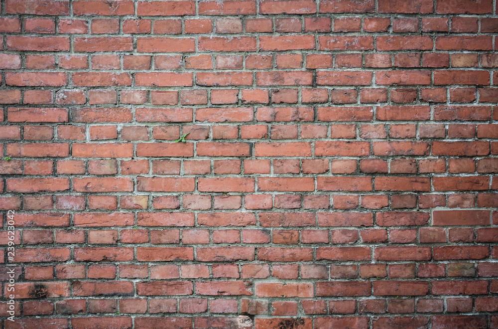 Naklejka premium green small tree on old grunge red brick wall texture background with vignetted at the corners, vintage effect