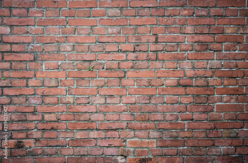 green small tree on old grunge red brick wall texture background with vignetted at the corners  vintage effect