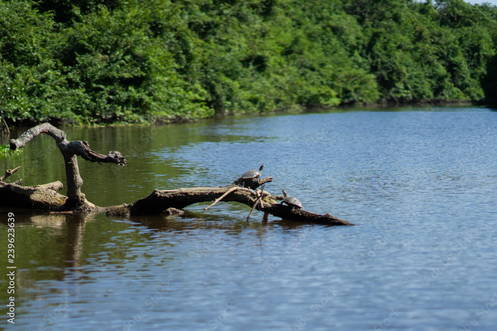 Manglar Tecolutla