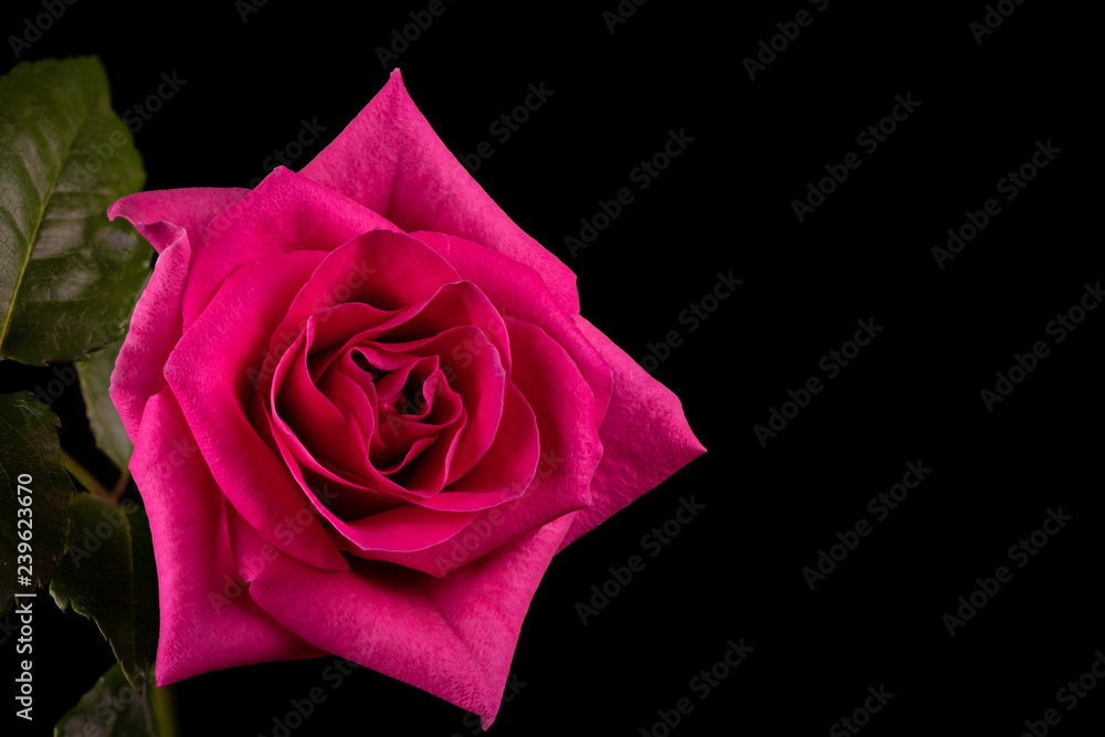Pink rose isolated on Black Background Pink rose isolated on Black Background