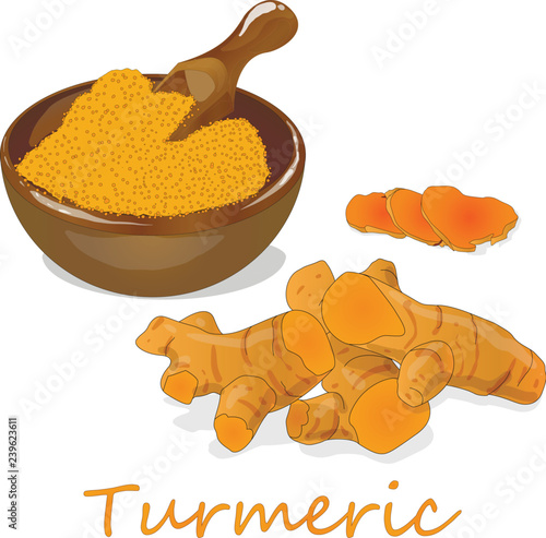 Turmeric (Curcuma longa Linn) powder and root on white background vector illustration.