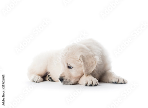 Golden retriever puppy lying isolated