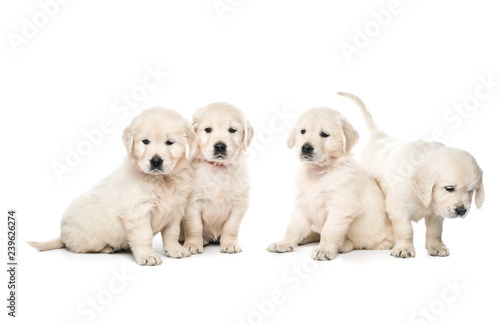Four golden retriever puppies sitting together isolated