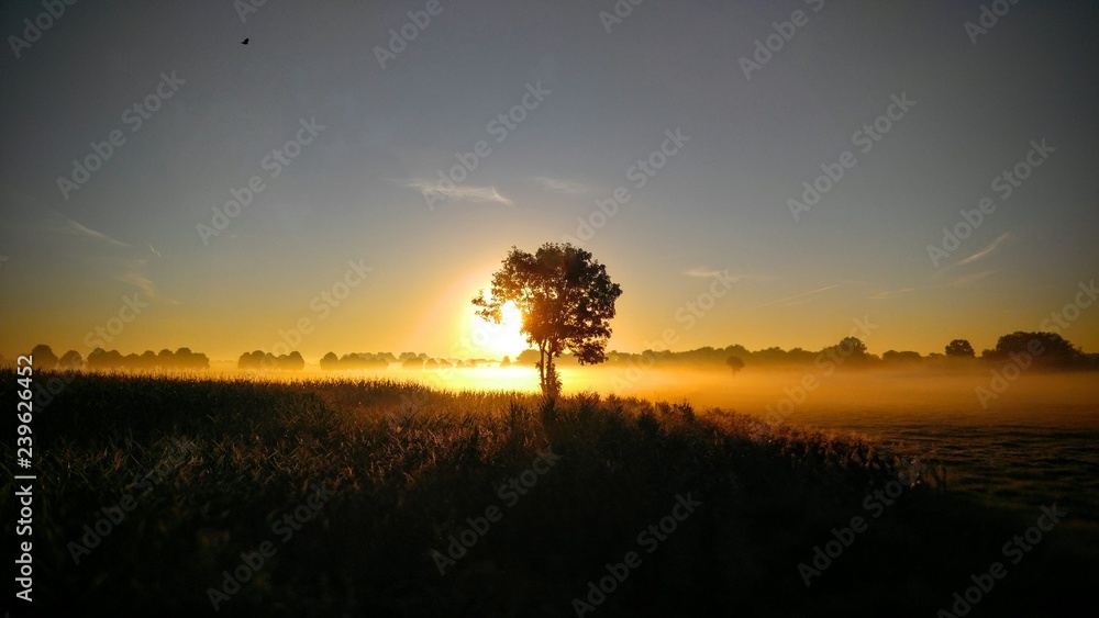 Fototapeta premium Baum im Feld