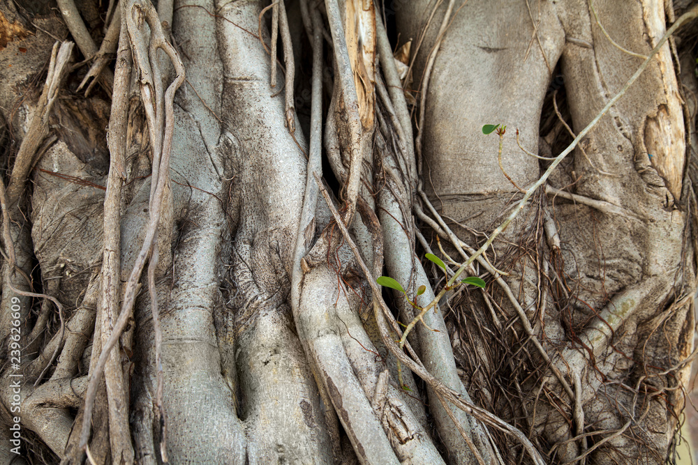 Banyan trees trunks with hanging roots close-up. Old trees tangled roots textured background Banyan trees trunks with hanging roots close-up. Old trees tangled roots textured background