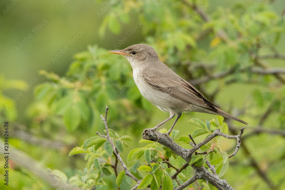 Olive-tree Warbler / Hippolais olivetorum Olive-tree Warbler / Hippolais olivetorum