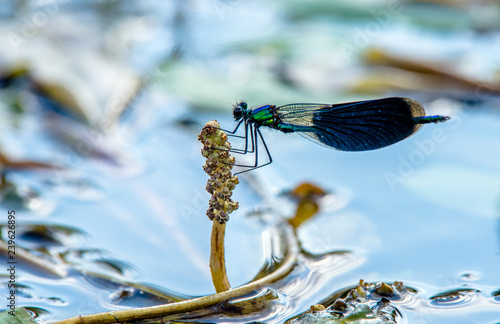 Beautiful Demoiselle sits on the river grass 