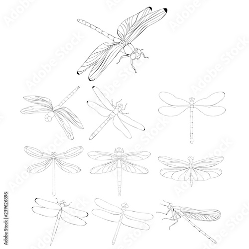 dragonfly sketch set, insects