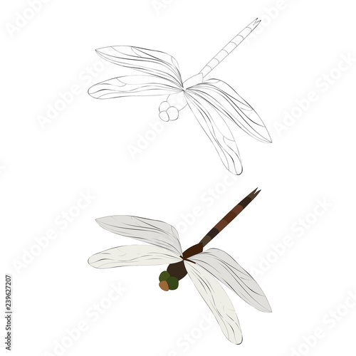 dragonfly sketch, insect