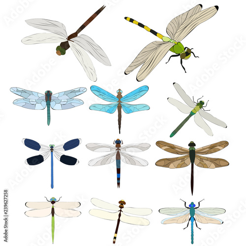 vector, isolated, dragonfly flies, insect, set