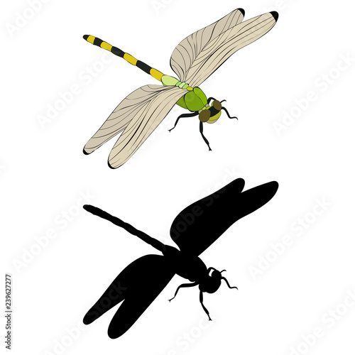  isolated flying dragonfly