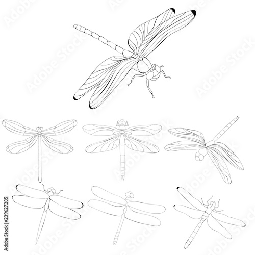  isolated, sketch, contour dragonfly flies, set