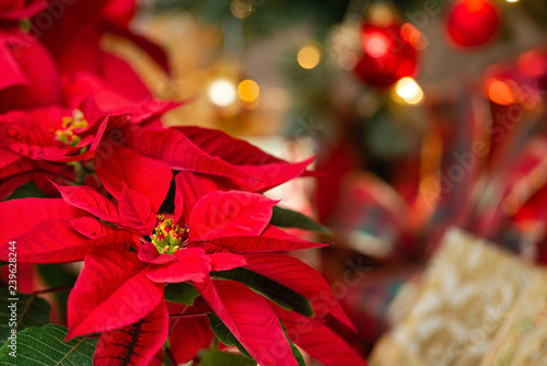 Beautiful red Poinsettia (Euphorbia pulcherrima), Christmas Star flower. Festive red and golden holiday background with Christmas decorations and presents. photo