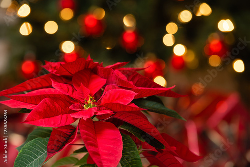 Bild auf Leinwand Beautiful red Poinsettia (Euphorbia pulcherrima), Christmas Star flower