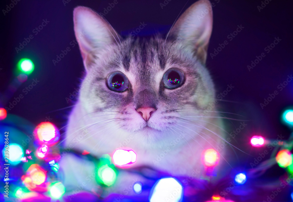 Gato con luces de navidad foto de Stock | Adobe Stock