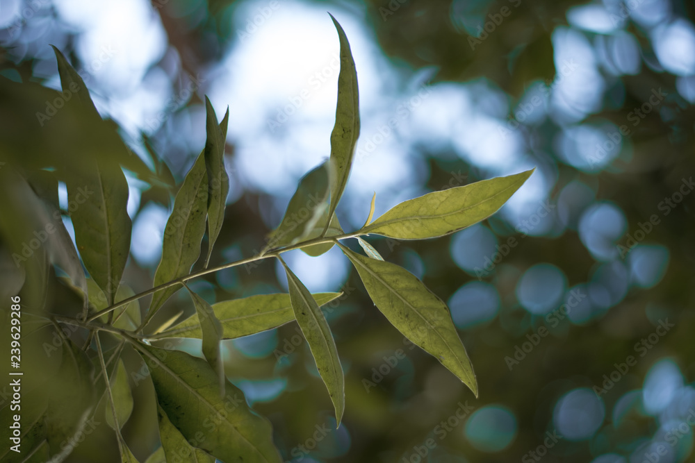 Fototapeta premium green leaves in spring