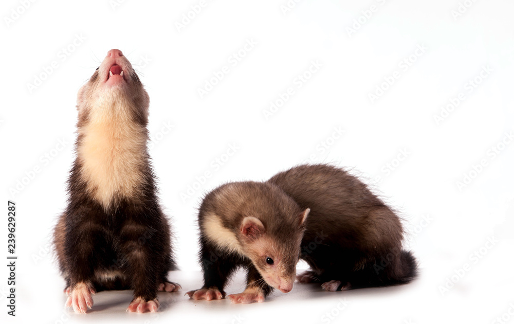 furets furets