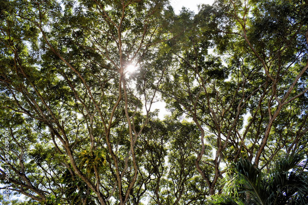 Fototapeta premium The crown of a huge tropical tree. Philippines.