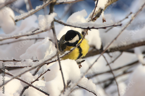 A big tit sits in the winter on snowy tree branches in search of food