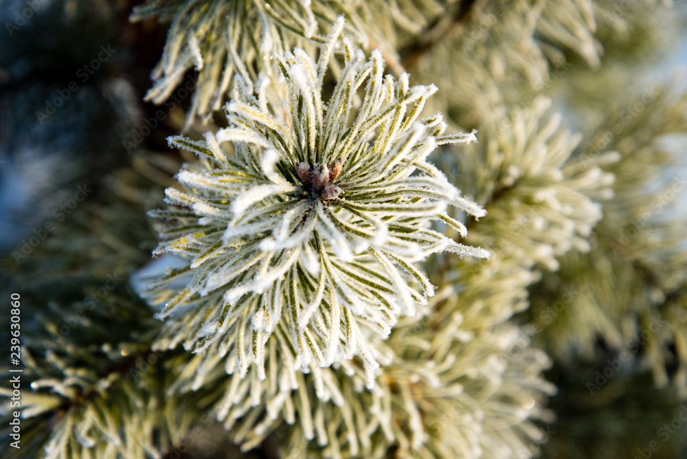 Pine branches covered with hoarfrost Pine branches covered with hoarfrost