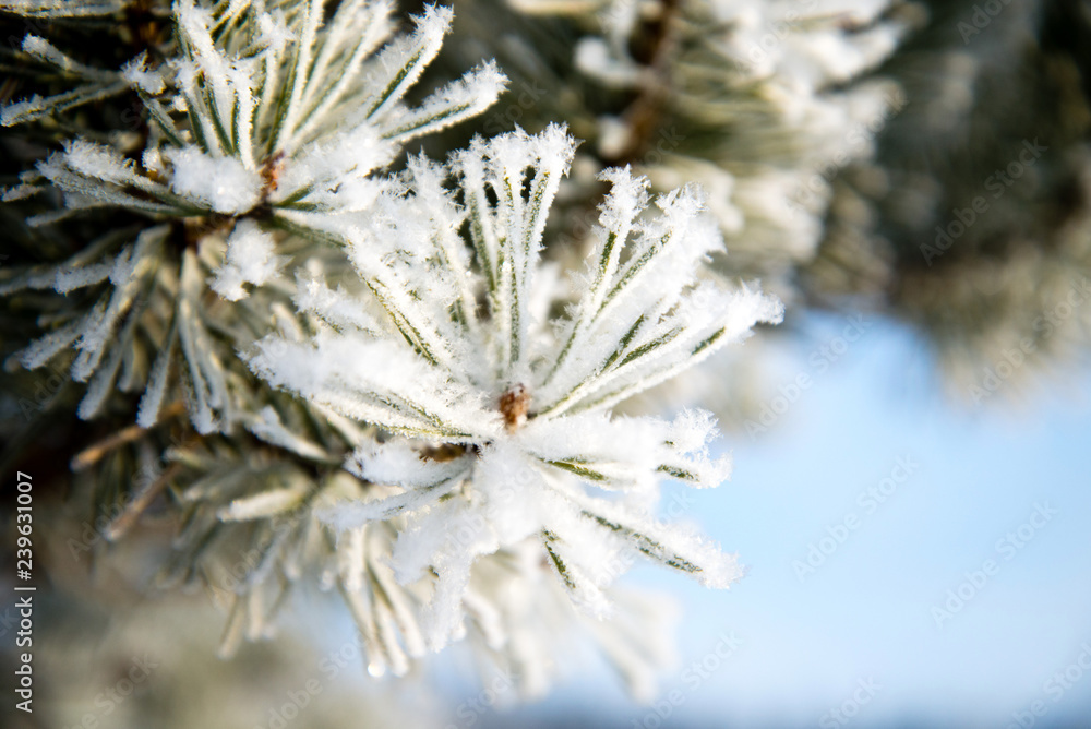 Pine branches covered with hoarfrost Pine branches covered with hoarfrost