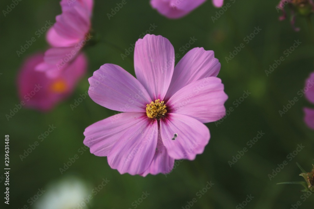 pink flower in garden pink flower in garden