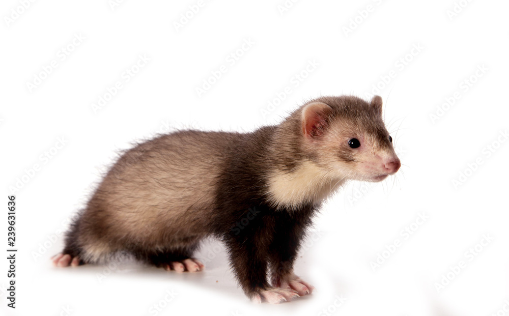 bébé furet