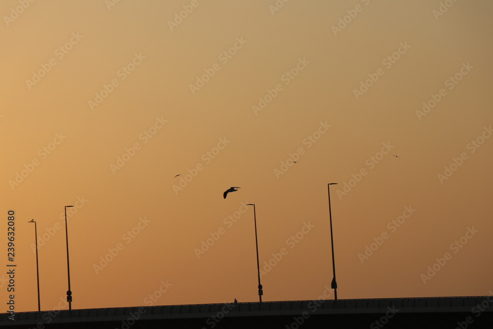 Bird fly at Beach in Sunset, Abu Dhabi, UAE
