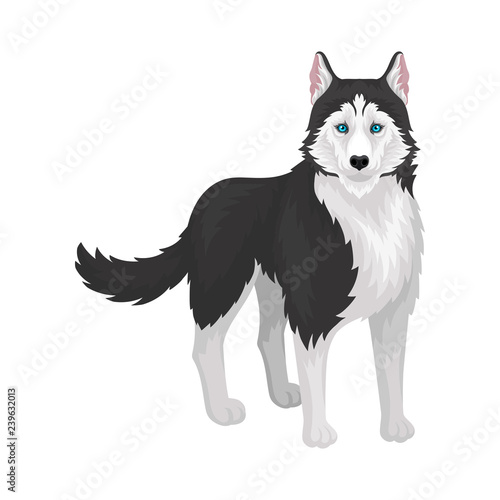 Siberian Husky, white and black purebred dog animal with blue eyes, front view vector Illustration on a white background