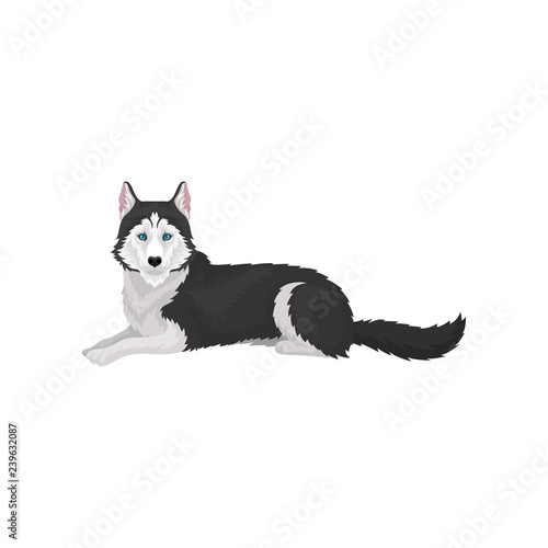 Siberian Husky, purebred dog animal with blue eyes vector Illustration on a white background