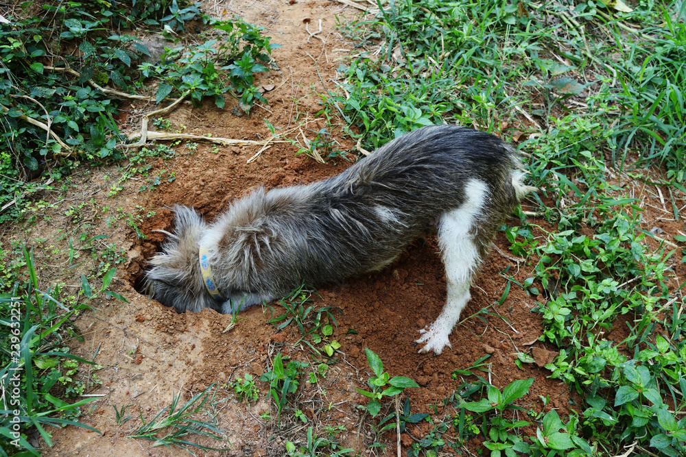 Brown dog digging hole on dirt land, Natural behavior of the pet with predatory instincts Brown dog digging hole on dirt land, Natural behavior of the pet with predatory instincts