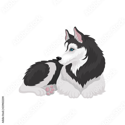 Husky dog, white and black purebred animal with blue eyes vector Illustration on a white background