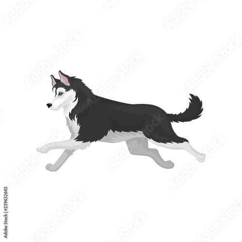 Siberian Husky running, black and white fluffy purebred dog vector Illustration on a white background