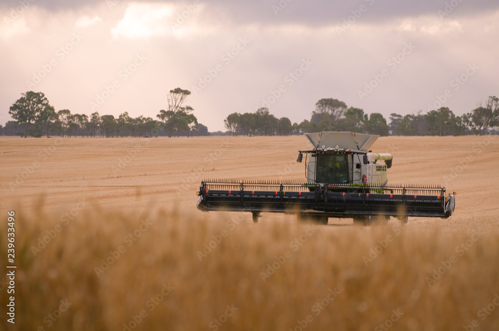 Fototapeta premium Harvesting barley