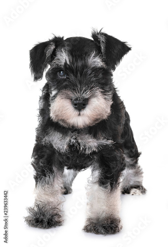 puppy miniature schnauzer