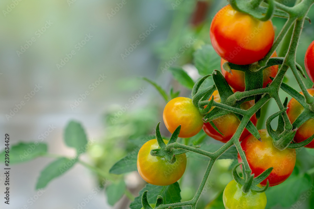 Cherry tomatoes of different colors on a branch close-up. Cherry tomatoes of different colors on a branch close-up.
