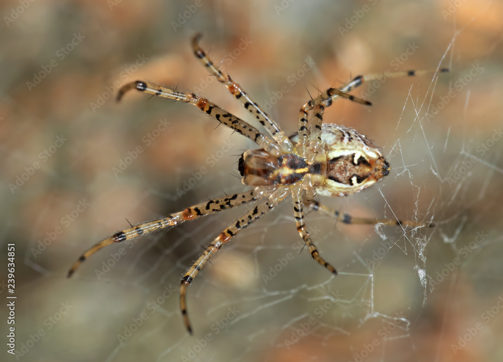 Macro Photo of Spotted Spider on Web Isolated on Blurry Background Macro Photo of Spotted Spider on Web Isolated on Blurry Background