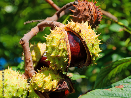 Photos Rosskastanien, Aesculus hippocastanum, im Herbst