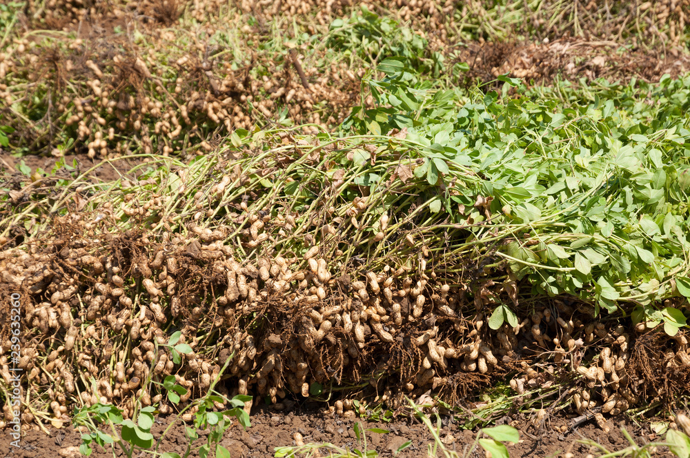 Field of peanuts Field of peanuts