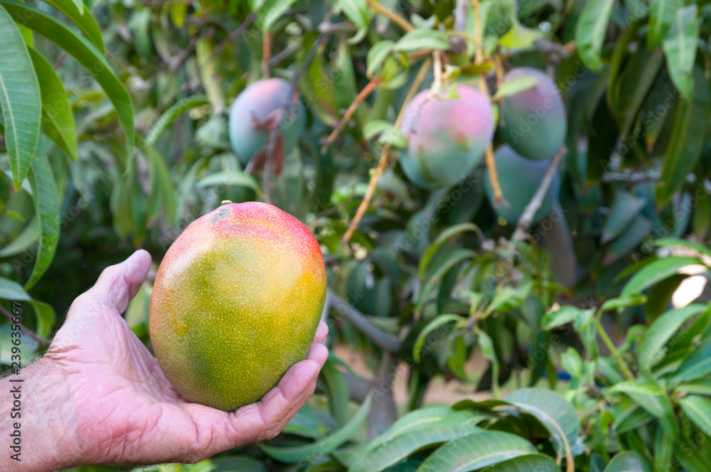 Mango Picking Mango Picking