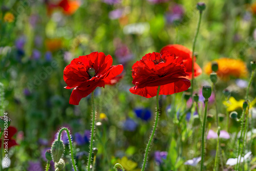 spring meadow with poppies flowers