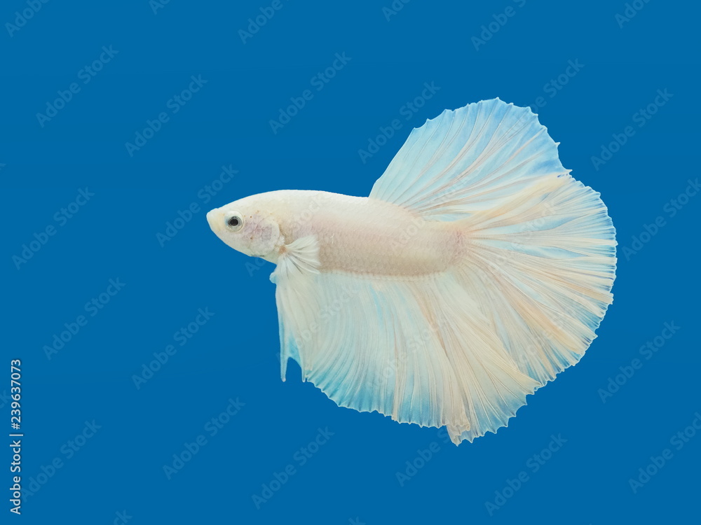 Beautiful white Betta Fish or Siamese Fighting Fish swimming in glass tank  with blue background. popular fighter fish in Thailand. Stock Photo