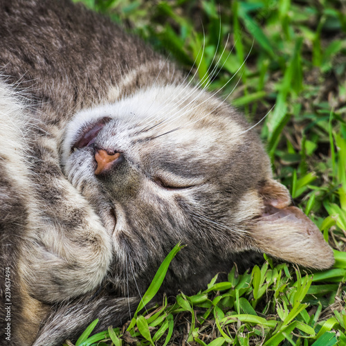 Sleeping cat on the grass