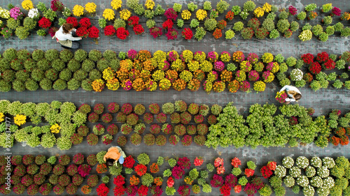 Fotografie, Obraz Flower field from above