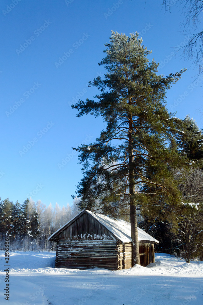 Hidden house in scandinavian winter birch forest